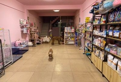 大瀝哪里有魚缸買賣店呢：佛山市南海區(qū)大瀝鎮(zhèn)多家店鋪提供魚缸買賣服務(wù) 大瀝哪里有魚缸買賣店呢：佛山市南海區(qū)大瀝鎮(zhèn)多家店鋪提供魚缸買賣服務(wù) 魚缸百科 第4張