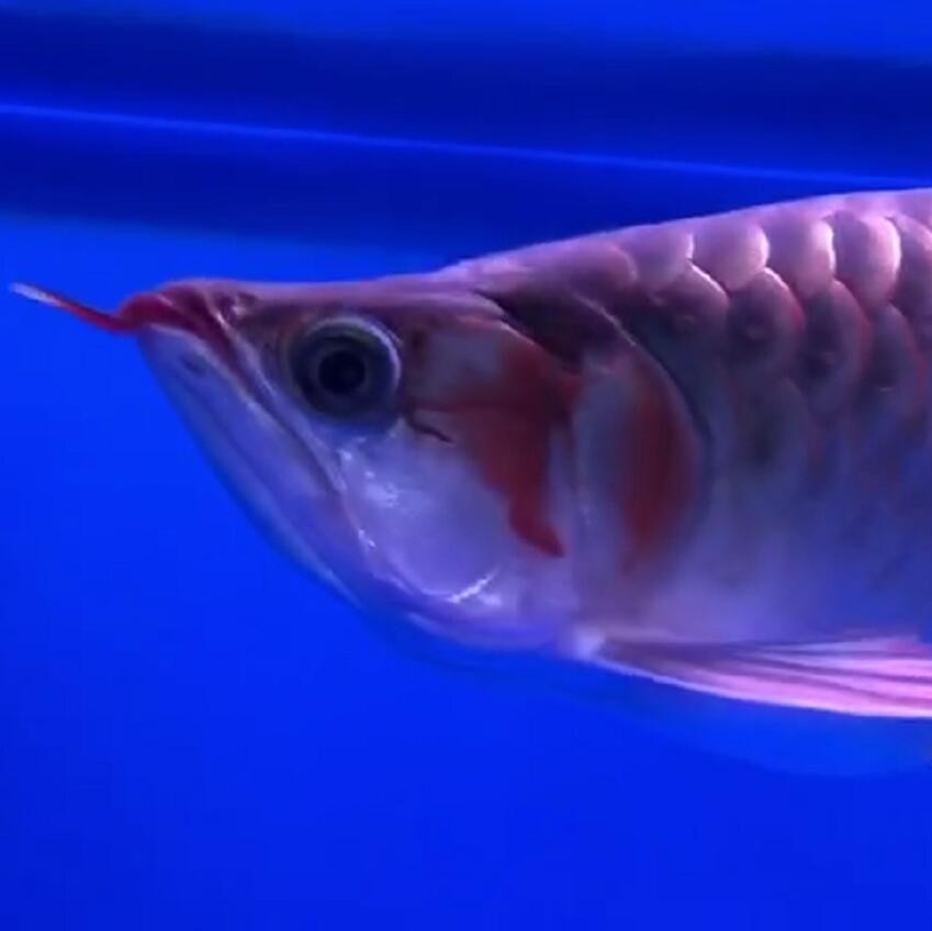 港務區水族館商家跟我說是黃卡為什么是灰色的？