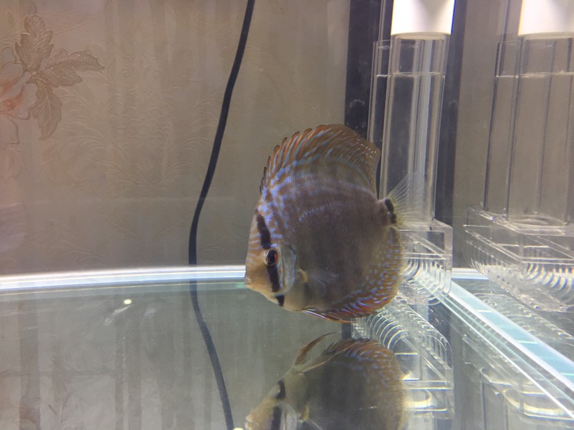 港務區水族館商家跟我說是黃卡為什么是灰色的？