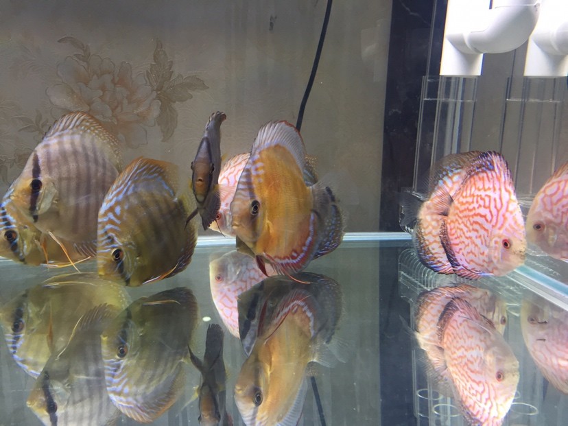 港務區水族館商家跟我說是黃卡為什么是灰色的？