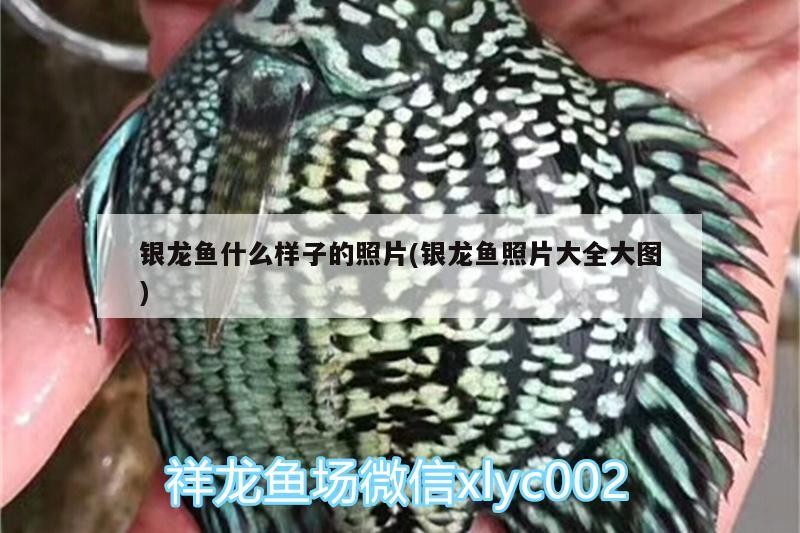 銀龍魚什么樣子的照片(銀龍魚照片大全大圖) 銀龍魚什么樣子的照片(銀龍魚照片大全大圖) 銀龍魚百科