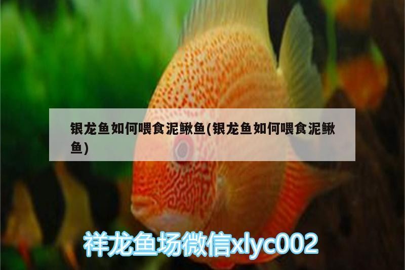 銀龍魚如何喂食泥鰍魚(銀龍魚如何喂食泥鰍魚)