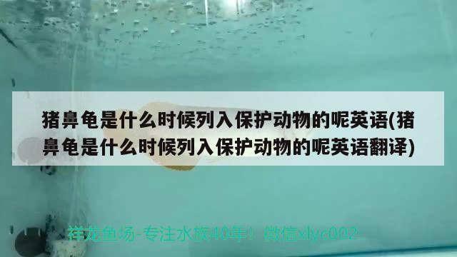 豬鼻龜是什么時(shí)候列入保護(hù)動物的呢英語(豬鼻龜是什么時(shí)候列入保護(hù)動物的呢英語翻譯)