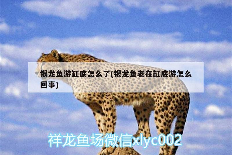 銀龍魚游缸底怎么了(銀龍魚老在缸底游怎么回事)