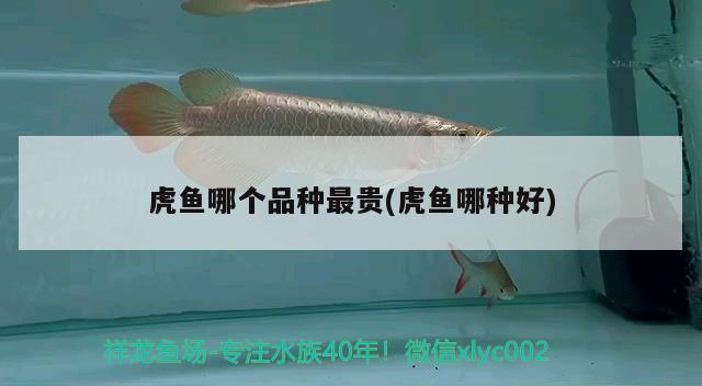 虎魚哪個品種最貴(虎魚哪種好) 虎魚哪個品種最貴(虎魚哪種好) 虎魚百科
