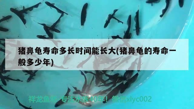 豬鼻龜壽命多長時間能長大(豬鼻龜的壽命一般多少年)