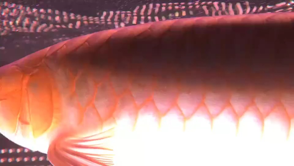 偶爾看看魚(yú)
