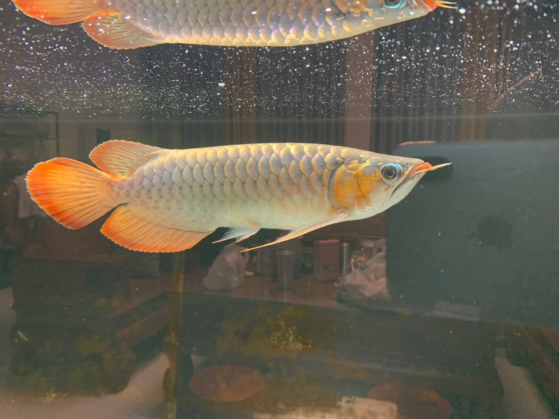 海南剛降溫27度，終于可以開始上色了