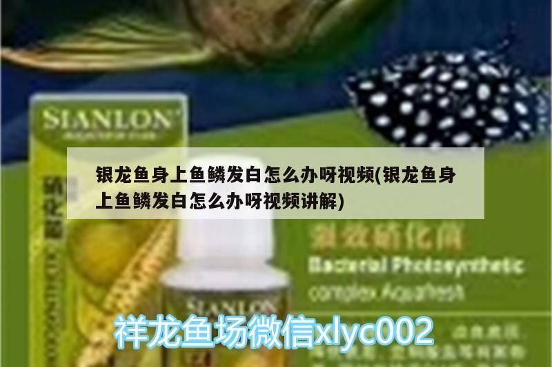 魚缸造景先放沙還是先放水(魚缸造景先鋪沙還是先放石頭) 銀龍魚身上魚鱗發(fā)白怎么辦呀視頻(銀龍魚身上魚鱗發(fā)白怎么辦呀視頻講解) 銀龍魚百科 銀龍魚身上魚鱗發(fā)白怎么辦呀視頻(銀龍魚身上魚鱗發(fā)白怎么辦呀視頻講解) 銀龍魚身上魚鱗發(fā)白怎么辦呀視頻(銀龍魚身上魚鱗發(fā)白怎么辦呀視頻講解) 銀龍魚百科