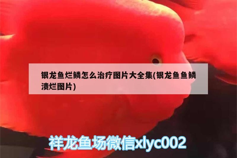 銀龍魚爛鱗怎么治療圖片大全集(銀龍魚魚鱗潰爛圖片)