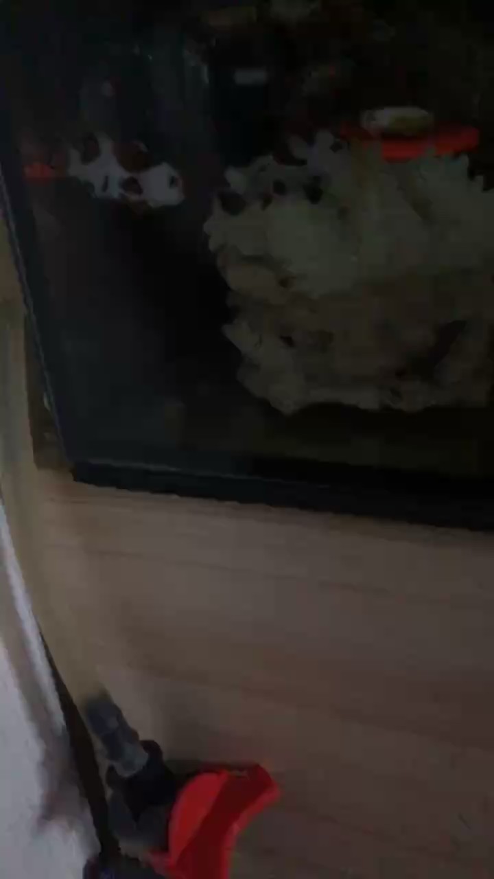 觀察倆小丑鉆海葵，就來回蹭不鉆，