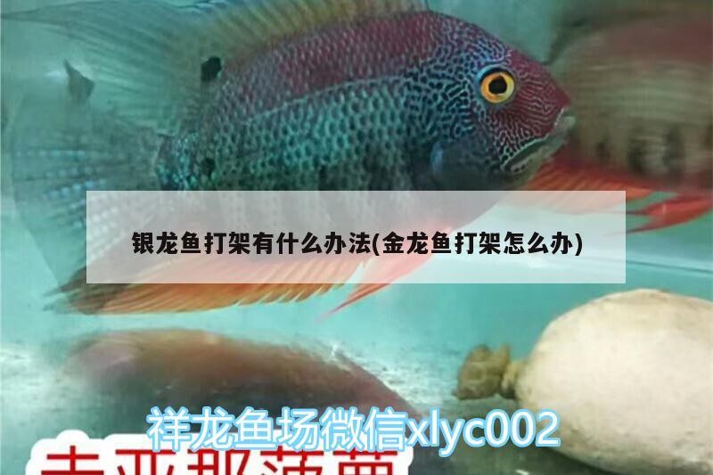 紅龍魚用黃燈烤有用嗎 銀龍魚打架有什么辦法(金龍魚打架怎么辦) 銀龍魚百科 銀龍魚打架有什么辦法(金龍魚打架怎么辦) 銀龍魚打架有什么辦法(金龍魚打架怎么辦) 銀龍魚百科