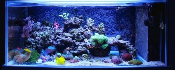 玻璃膠不干魚(yú)缸能不能放水：魚(yú)缸玻璃膠沒(méi)有干透是否可以將魚(yú)缸放入水中使用呢