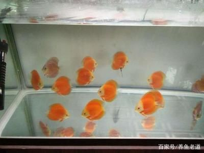 森森智能魚缸的功能缺點(diǎn)（森森智能魚缸怎么樣）