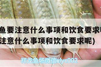 銀龍魚(yú)適合多大的魚(yú)缸養(yǎng)(養(yǎng)銀龍魚(yú)用多大的魚(yú)缸) 養(yǎng)銀龍魚(yú)要注意什么事項(xiàng)和飲食要求呢(養(yǎng)銀龍魚(yú)要注意什么事項(xiàng)和飲食要求呢) 銀龍魚(yú)百科 養(yǎng)銀龍魚(yú)要注意什么事項(xiàng)和飲食要求呢(養(yǎng)銀龍魚(yú)要注意什么事項(xiàng)和飲食要求呢) 養(yǎng)銀龍魚(yú)要注意什么事項(xiàng)和飲食要求呢(養(yǎng)銀龍魚(yú)要注意什么事項(xiàng)和飲食要求呢) 銀龍魚(yú)百科