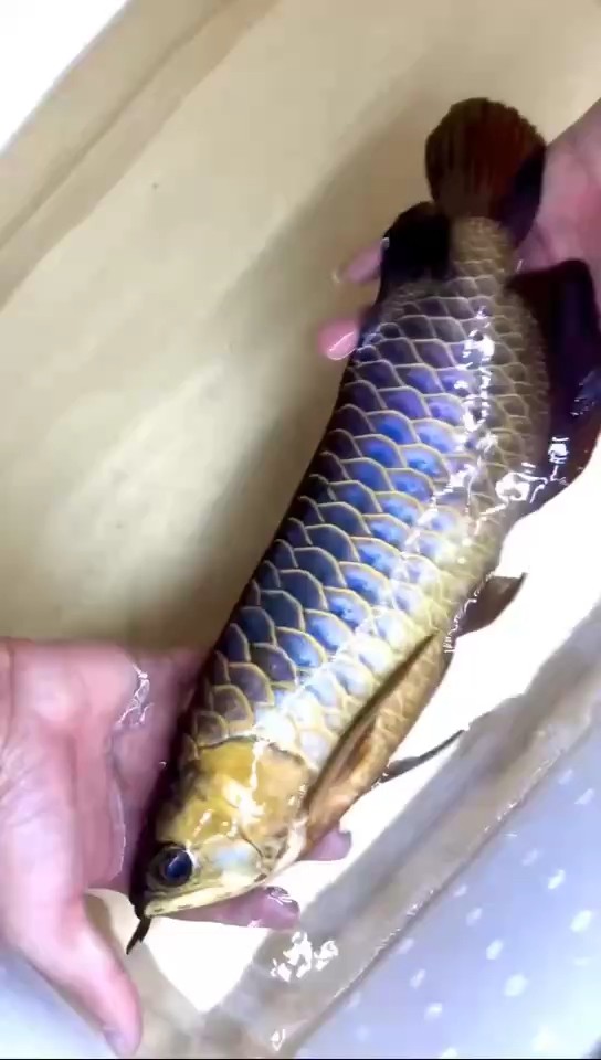 賽級(jí)野生魚(yú) 古典金龍