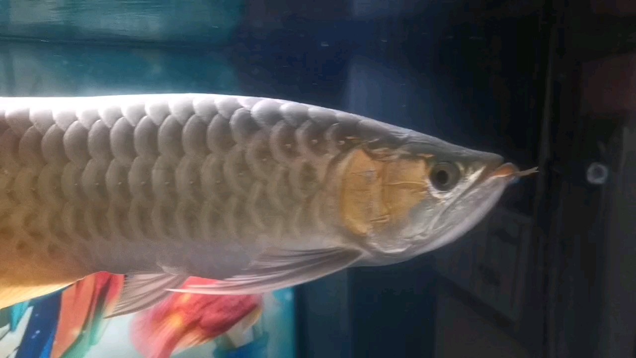 110天魚有點肥胖 110天魚有點肥胖 龍魚論壇