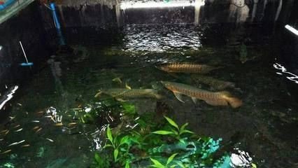 龍魚出生地