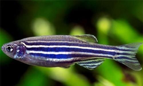斑魚適合魚缸養(yǎng)嗎怎么養(yǎng)的：斑馬魚適合魚缸養(yǎng)但需要關(guān)注水質(zhì)、水溫和飼料投喂等問題