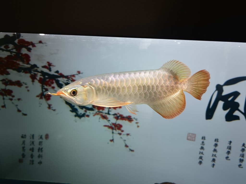 龍虎魟入缸打卡！2023年9月17日[ciya]