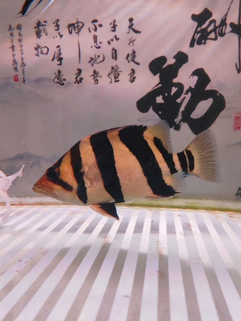 龍虎魟入缸打卡！2023年9月17日[ciya]