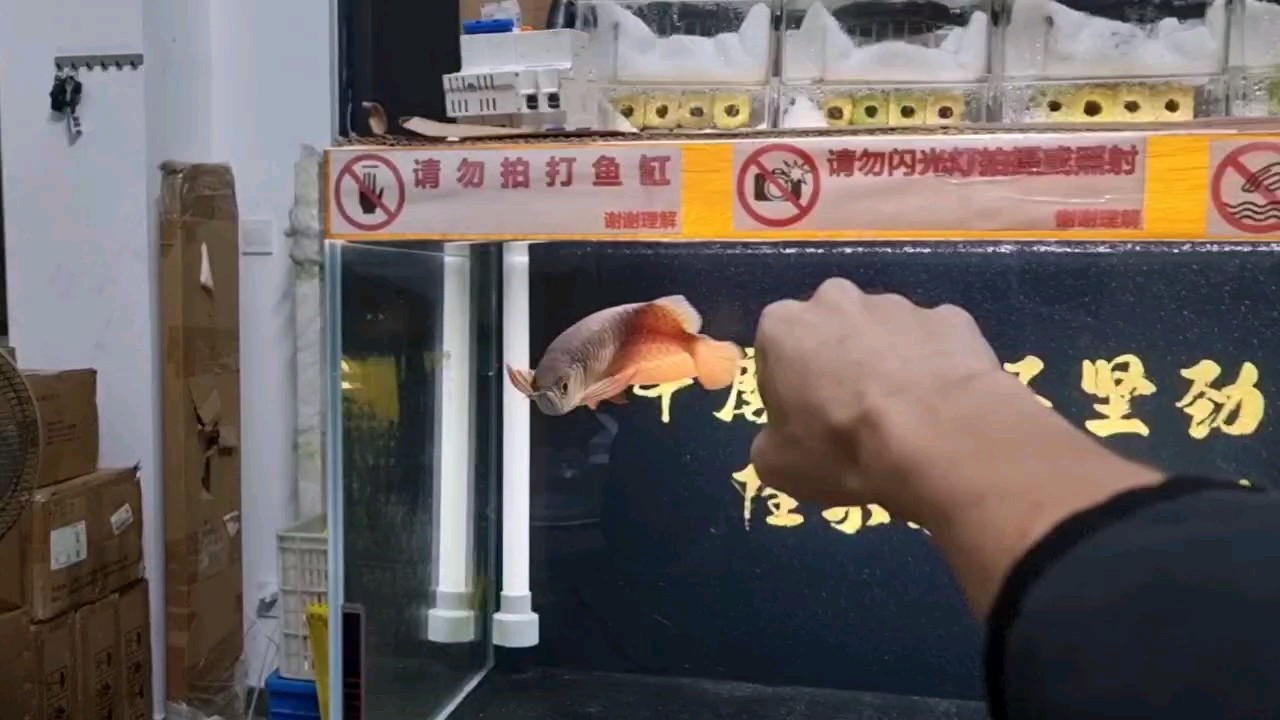 魚缸過濾器選購指南:自制魚缸過濾器魚缸上置過濾器對于養魚愛好者的必備知識 龍魚廣場舞 龍魚論壇 龍魚廣場舞 龍魚廣場舞 龍魚論壇