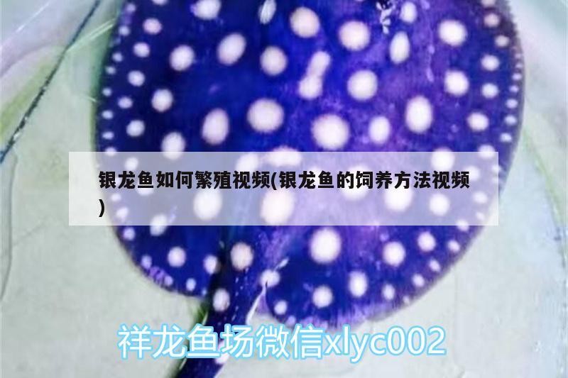 銀龍魚如何繁殖視頻(銀龍魚的飼養(yǎng)方法視頻)