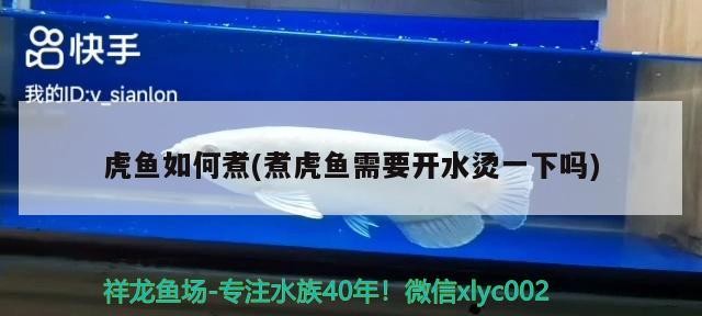 虎魚如何煮(煮虎魚需要開水燙一下嗎)