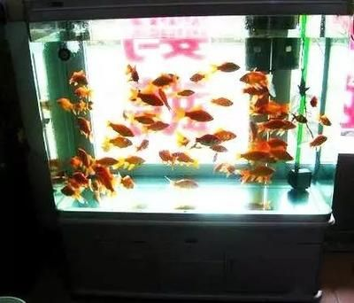 大型定做魚(yú)缸如何降溫的:大型定做魚(yú)缸的降溫方法