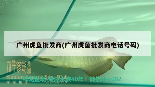 廣州虎魚批發商(廣州虎魚批發商電話號碼)
