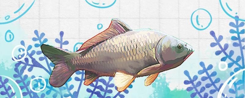初夏釣鯉魚用什么餌料最好選多深的水