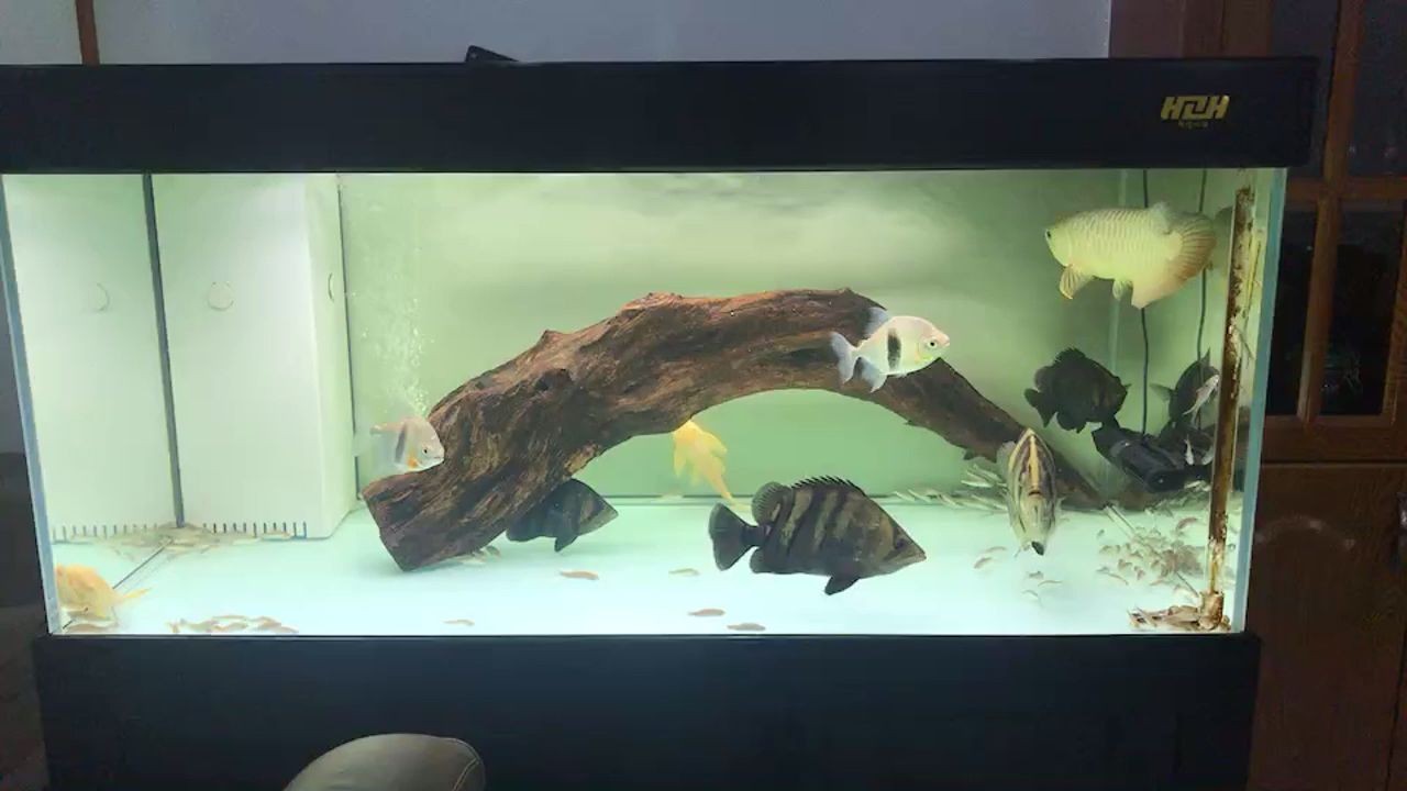 加了木頭虎魚沒狀態