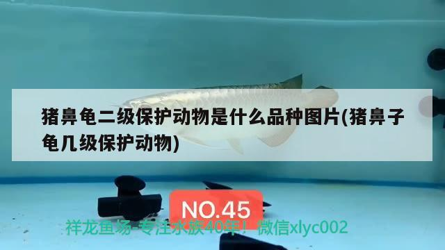 豬鼻龜二級保護動物是什么品種圖片(豬鼻子龜幾級保護動物) 豬鼻龜二級保護動物是什么品種圖片(豬鼻子龜幾級保護動物) 豬鼻龜百科