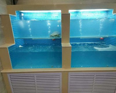 定做超市魚缸、餐飲魚缸,水產魚缸,免費設計：定做超市魚缸、餐飲魚缸、水產魚缸、水族館維護與管理指南