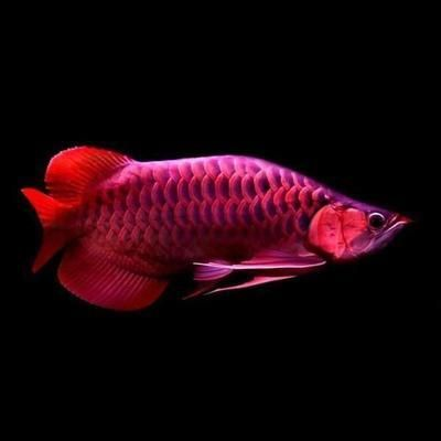 印尼血紅龍魚為什么這么貴：印尼血紅龍魚價格之謎