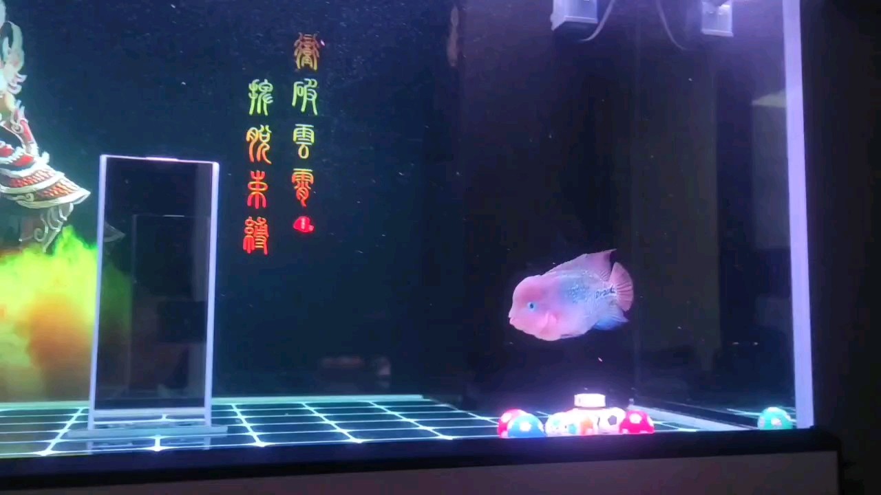 四個(gè)月了近16厘米，不愧是晚成魚(yú)[wabi]