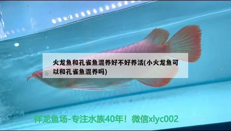 火龍魚和孔雀魚混養好不好養活(小火龍魚可以和孔雀魚混養嗎)