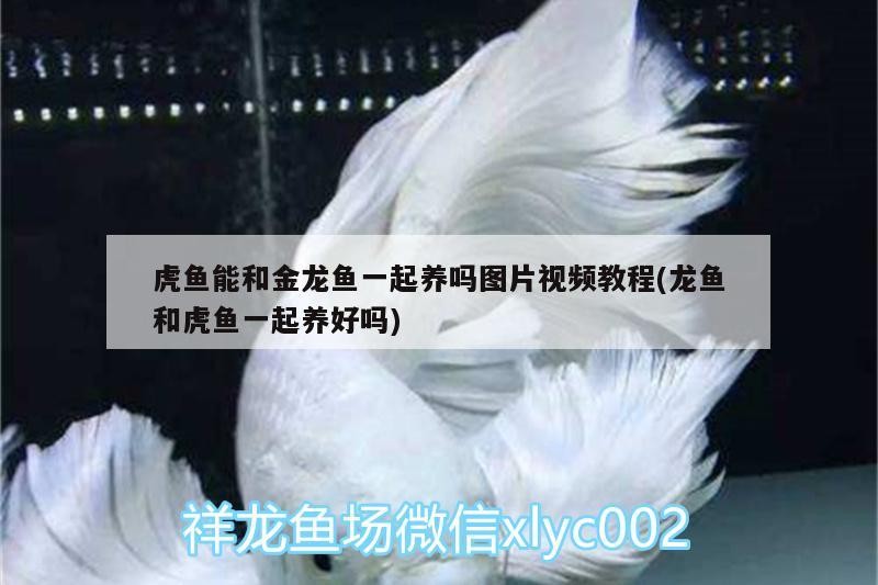 虎魚能和金龍魚一起養嗎圖片視頻教程(龍魚和虎魚一起養好嗎)