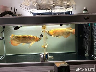龍魚變紅的最好方法圖片：紅龍魚如何發色