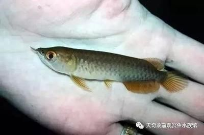 龍魚變紅的最好方法圖片：紅龍魚如何發色