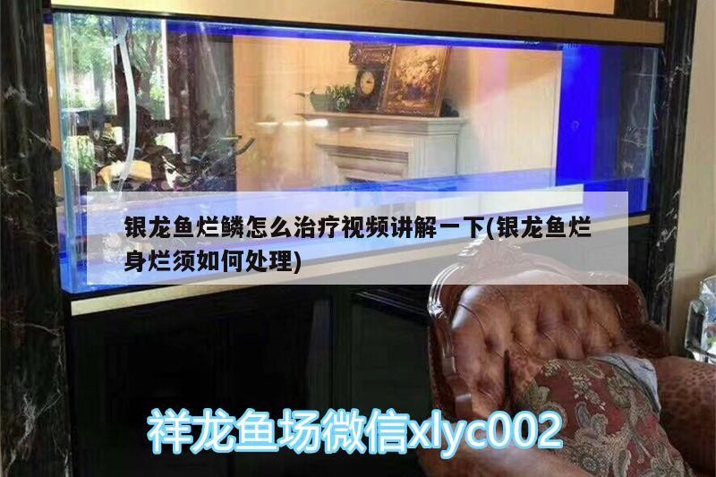 銀龍魚爛鱗怎么治療視頻講解一下(銀龍魚爛身爛須如何處理)