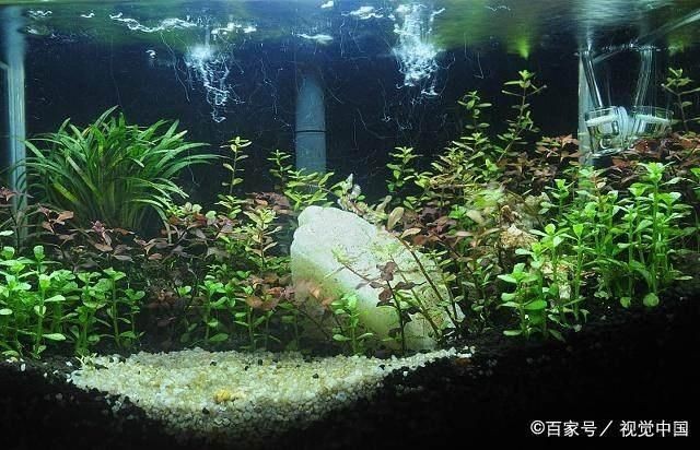 玻璃店做魚缸多少錢一個平方米：玻璃店做魚缸價格受到多種因素影響，魚缸價格受到多種因素影響 玻璃店做魚缸多少錢一個平方米：玻璃店做魚缸價格受到多種因素影響，魚缸價格受到多種因素影響 魚缸百科 第2張