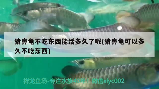 豬鼻龜不吃東西能活多久了呢(豬鼻龜可以多久不吃東西) 豬鼻龜不吃東西能活多久了呢(豬鼻龜可以多久不吃東西) 豬鼻龜百科