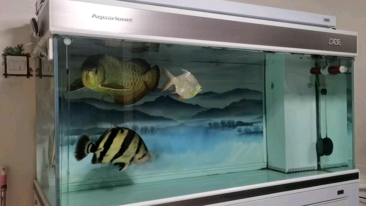 龍舞