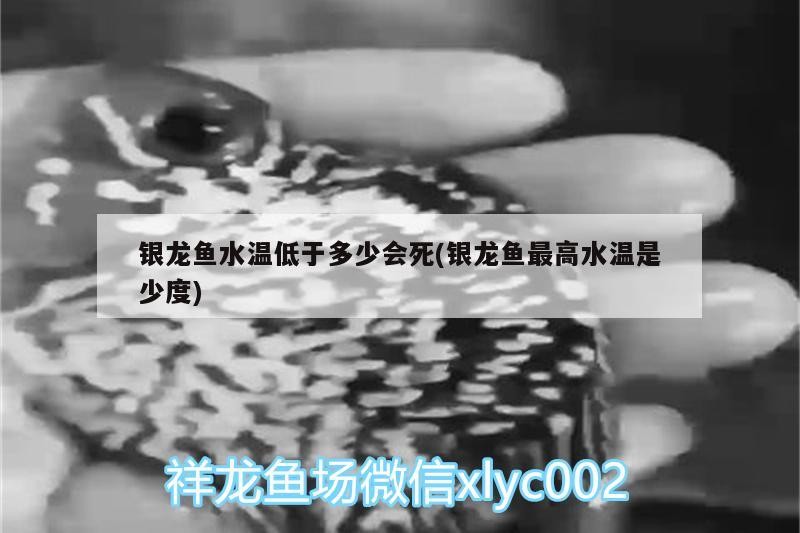 魚缸過濾器選購指南:自制魚缸過濾器魚缸上置過濾器對于養(yǎng)魚愛好者的必備知識 銀龍魚水溫低于多少會死(銀龍魚最高水溫是少度) 銀龍魚百科 銀龍魚水溫低于多少會死(銀龍魚最高水溫是少度) 銀龍魚水溫低于多少會死(銀龍魚最高水溫是少度) 銀龍魚百科
