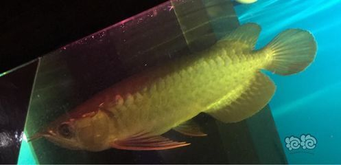 龍魚的品相怎么看