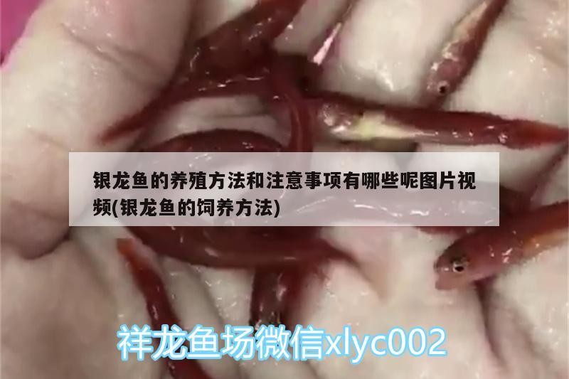 銀龍魚的養殖方法和注意事項有哪些呢圖片視頻(銀龍魚的飼養方法)