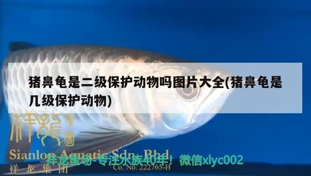 豬鼻龜是二級保護(hù)動(dòng)物嗎圖片大全(豬鼻龜是幾級保護(hù)動(dòng)物)