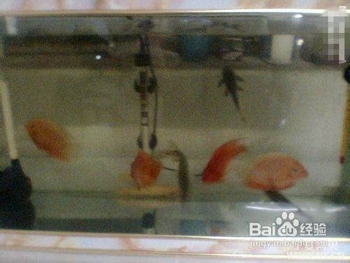 大同市礦區恒安水族館