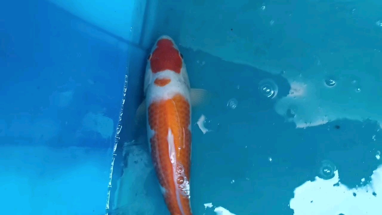 補(bǔ)紅白視頻 補(bǔ)紅白視頻 龍魚(yú)論壇